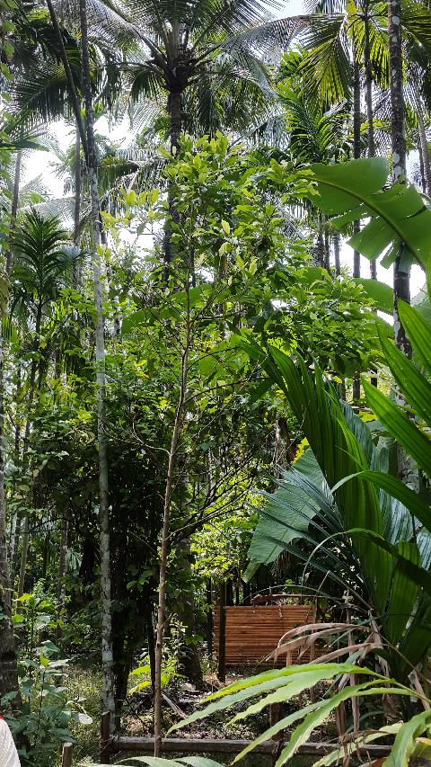 Sahakari Spice Farm - Download Goa Photos